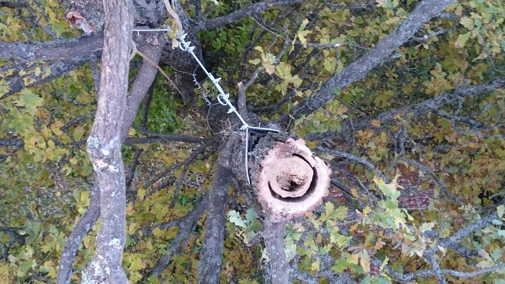 Фото с дерева вниз